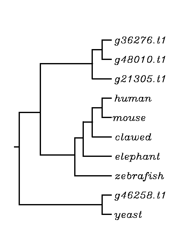 external image New%20TLR10%20Tree_zps2j1itjeb.png
