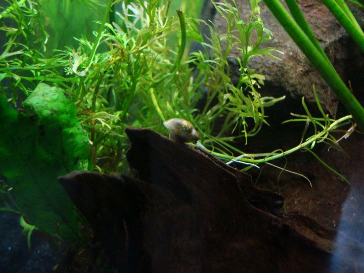 snail2_zps1f8fce85.jpg