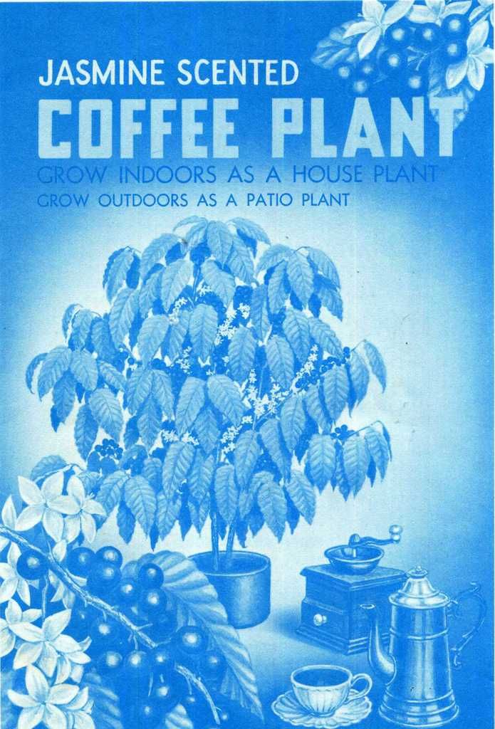 Jasmine Scented Coffee Plant
