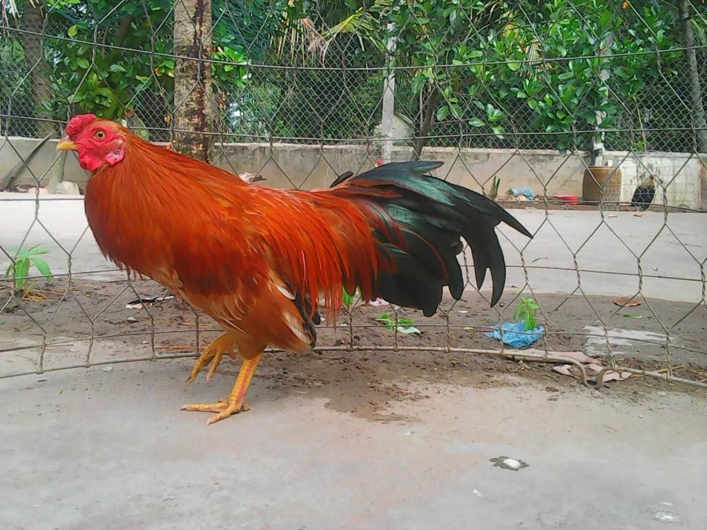 Gà Đá Tết - Xuân Này Con Vắng Nhà - 45