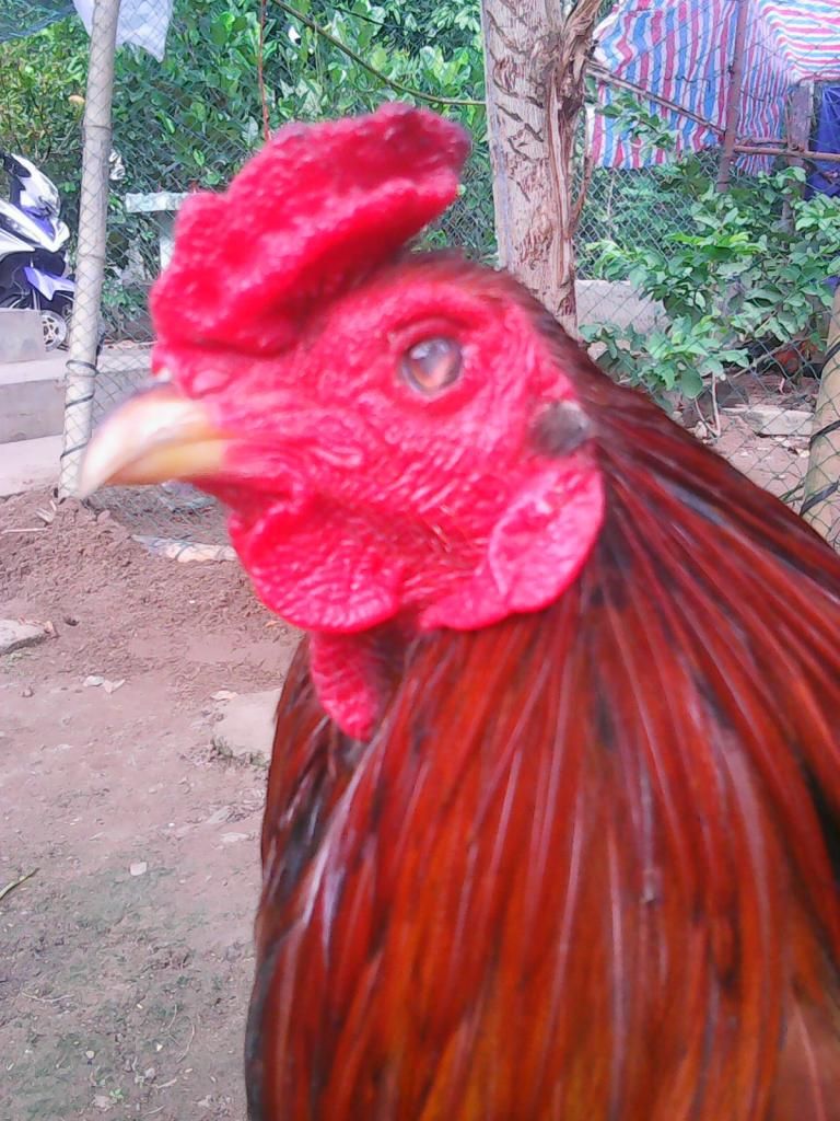 Gà Đá Tết - Xuân Này Con Vắng Nhà - 44