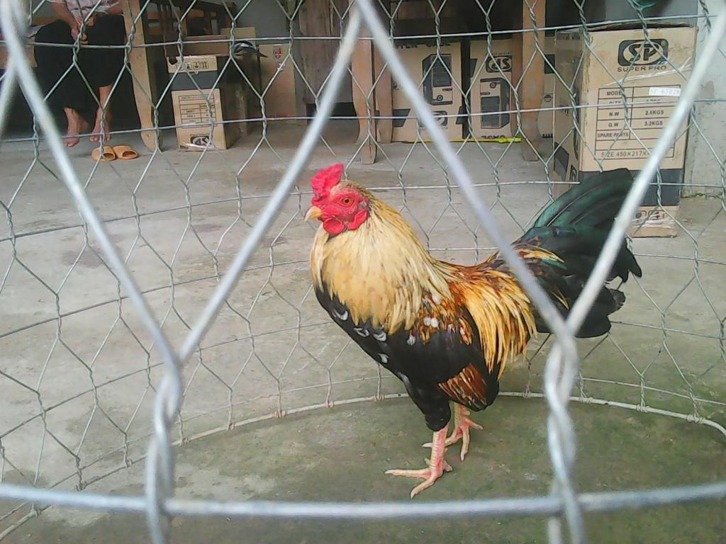 Gà Đá Tết - Xuân Này Con Vắng Nhà - 41