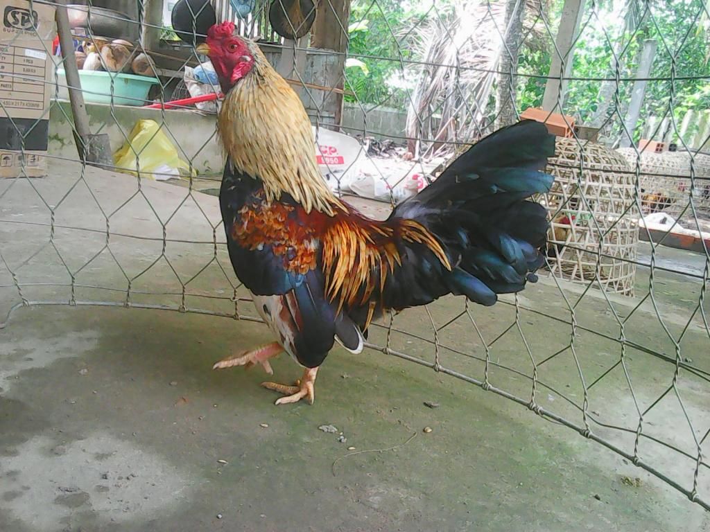 Gà Đá Tết - Xuân Này Con Vắng Nhà - 29