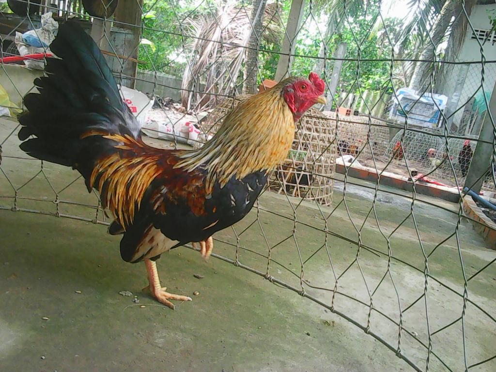 Gà Đá Tết - Xuân Này Con Vắng Nhà - 27