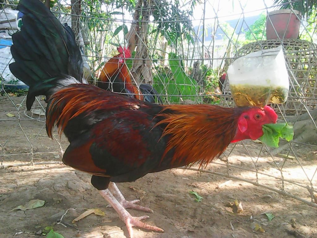 gửi hình anh tuấn 9999 - 2