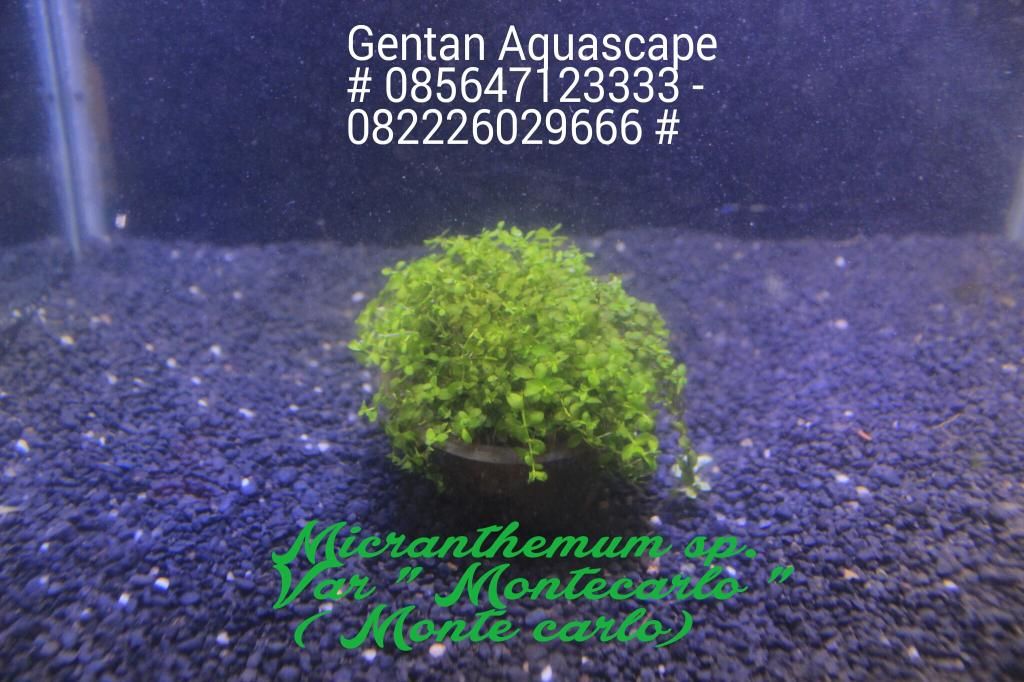 Gentan Aquascape Galery Micranthemum Monte Carlo