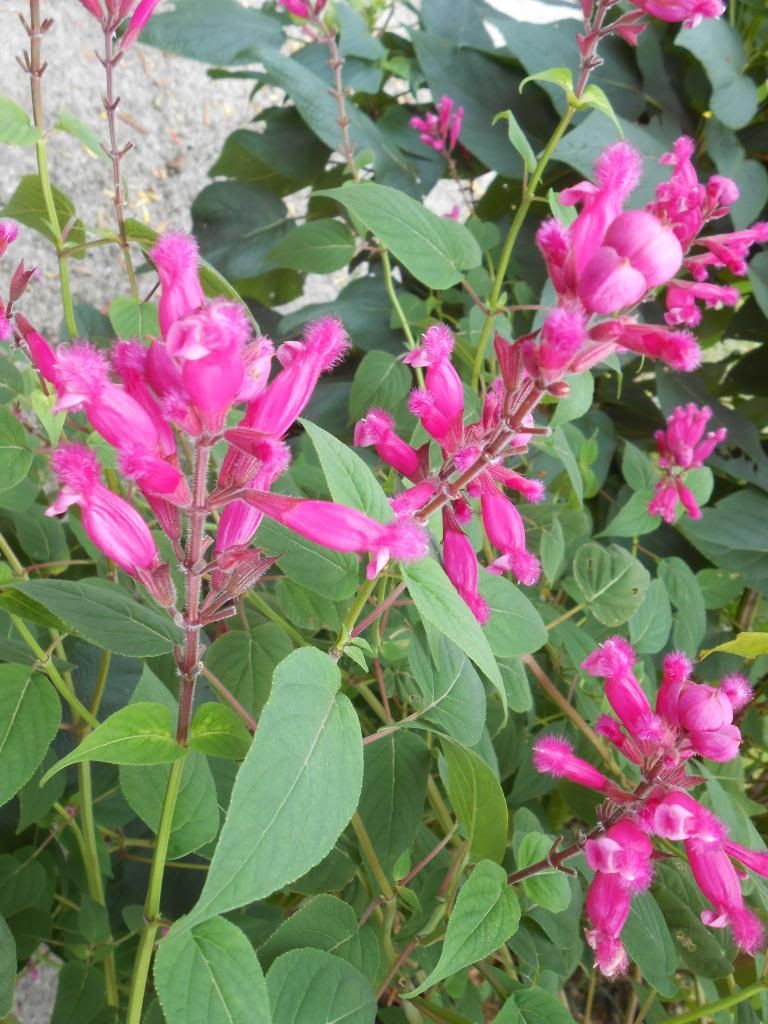 Roses photo: Salvia 5b3253c8-de12-4868-a5d7-0d2eac80a408_zps0d699a92.jpg