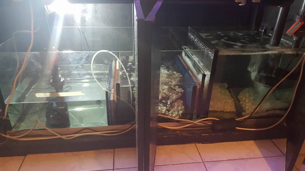 HOW often or when should I clean my Freshwater Sump