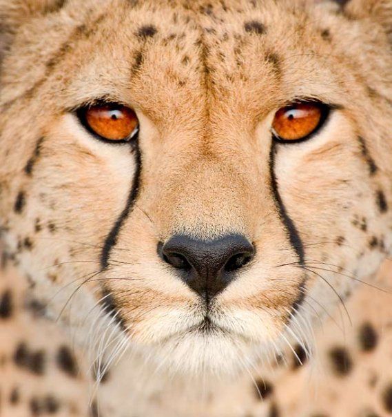  photo ICS-cheetah-face_zpsceskcx2j.jpg
