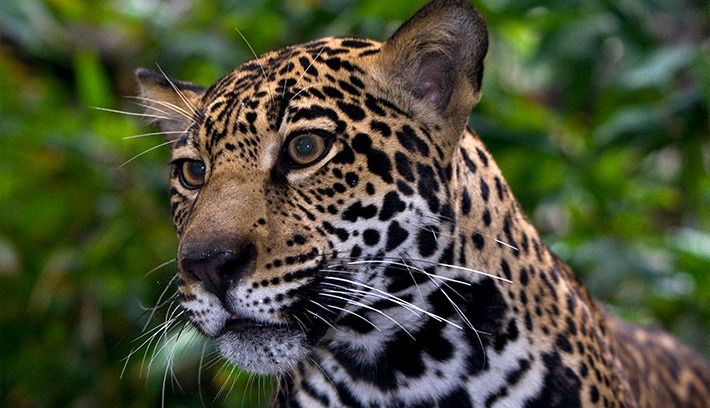  photo jaguar_3_zpslajfctky.jpg