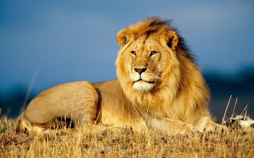 [Image: african_lion_king-wide_zps9405005f.jpg]